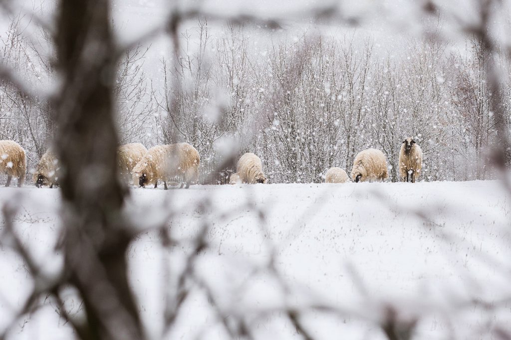 Ovce na snijegu